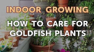 How to Care for Goldfish Plants [upl. by Grannie]