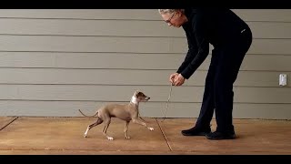 Leash Training Italian Greyhound Puppies [upl. by Killam]