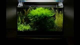 Krewetkarium 25l Shrimp tank aquarium lowtech Cz2 [upl. by Drahnreb]