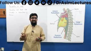 Mediastinum and Heart  Anatomy of Mediastinum and Heart  Mediastinum and heart Biology [upl. by Neuberger65]