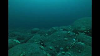 New England Fishmongers Fippennies Ledge Underwater Footage First Drift [upl. by Brew]