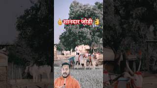 खूबसूरत जोड़ी best bullock cow video shorts youtubeshorts trending [upl. by Nyvlem]