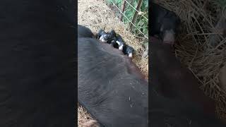 THEN THERE WAS NEW LIFE BERKSHIRE PIGS ANIMALS HOMESTEADING RAISINGPIGS PIGDOMINIUM [upl. by Donetta]