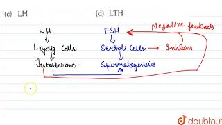 The process of spermatogenesis and sperm formation is under the regulatory influence is [upl. by Yobybab]