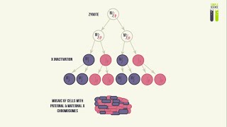 Mosaicisms  Part 3  Mosaicism of the X Chromosome X Inactivation [upl. by Hoeg]