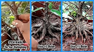 Membuat Bonsai Kimeng Pecah Batang Hasil Stek [upl. by Le]