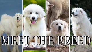 Giant Guardian Dogs The Great Pyrenees Explained [upl. by Jimmy]