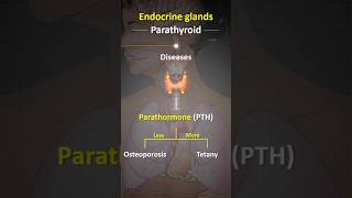 😧Endocrine gland  अंतः श्रावि ग्रंथि  shorts endocrinegland viralvideos viralshorts viral [upl. by Vidovik]