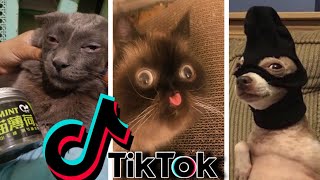 Funniest TikTok Dogs and Cats 52  Try Not to Laugh with TikTok Animals 2020  OnPets Sparkle [upl. by Templeton]