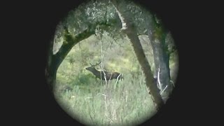 Monterías en Cordoba💥🦌 Videos de Caza 👈👈 [upl. by Waldon]