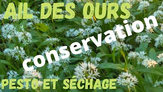 Ail des ours  Pesto et séchage Vive le sauvage comestible [upl. by O'Grady]