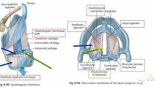 Larynx membranes amp ligaments 6 [upl. by Tempest]