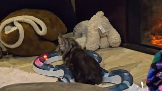 Baby Maine Coon Playing with toys sissysfarm [upl. by Norved]