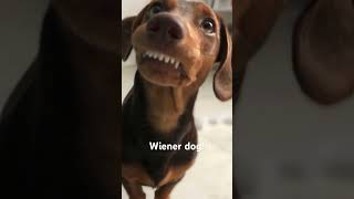 Wiener dog song [upl. by Eenattirb]