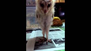 Barn Owl Chick  Hissing [upl. by Nah]