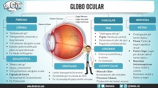 CAPAS DEL GLOBO OCULAR  Morfofisiología [upl. by Ahsitauq922]