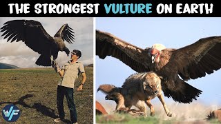 Andean Condor  The Strongest Vulture on Earth [upl. by Aleen]