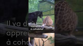 Les nouveaux animaux au zoo dAmnéville zoo animaux [upl. by Clareta]