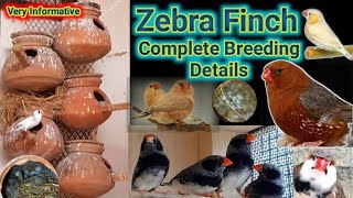 Finch Colony Breeding Details  ahsanbirds05 [upl. by Erasme]