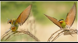 Blue Tailed Bee Eater  Blue Tailed Bee Eater Mating  Bee Eater Birds  Wildlife Photography birds [upl. by Amati321]