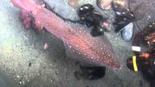 Longfin Squid [upl. by Marj597]