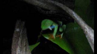 Red eye tree frog calling and eating [upl. by Edbert]