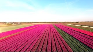 Amazing Tulip Fields [upl. by Isolda810]