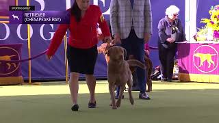 Retrievers Chesapeake Bay  Breed Judging 2024 [upl. by Gael]