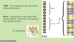 DNA Genes Chromosomes [upl. by Ruscio]