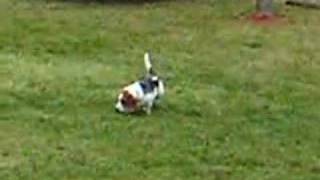 Basset Beagle quotTeddyquot Hunting [upl. by Annabelle]