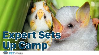 Expert Sets Up Camp in the World of Bats Ultimate Survival Skills [upl. by Kcired]