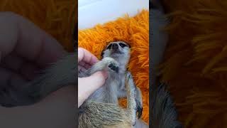 🐾 Kapis Total Relaxation A Meerkat Enjoying a Massage 😌 cute animals pets meerkat relax [upl. by Eanil]