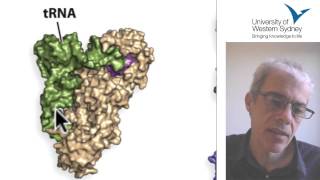 01 Protein Synthesis [upl. by Cathe]