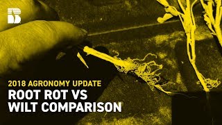 Root Rot vs Wilt Comparison [upl. by Ahseyt]