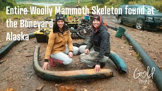 ENTIRE WOOLLY MAMMOTH exposed by flood at the Boneyard Alaska [upl. by Hamirak856]