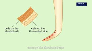 Animation 157 Effects of auxin concentration on the growth of shoots and roots [upl. by Anaud170]