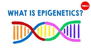 What is epigenetics  Carlos GuerreroBosagna [upl. by Attenrad]