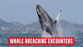 Whale Breaching Encounters  For Your Pure Enjoyment [upl. by Fonzie923]