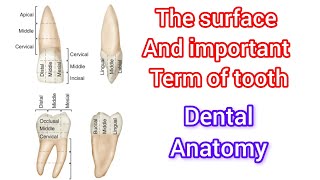 The surface of tooth  important term ❤️ of tooth [upl. by Gustafsson]