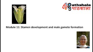 Module 11 Stamen Development and Male Gamete formation EPGPathshala [upl. by Walters]