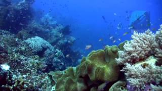 Diving Crystal Rock Komodo National Park Indonesia [upl. by Ty]