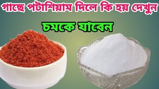 গাছে প্রচুর ফল পেতে পটাশালের ব্যবহার। Uses of Potash in plant [upl. by Claud]