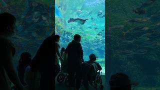 quotAn Amazing View Of An Incredible Aquarium Sharks Jellyfish and Morequot japan shorts aquarium [upl. by Ahsitaf809]