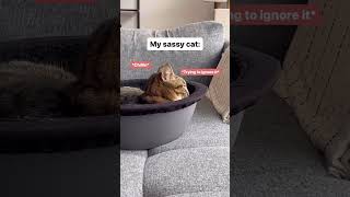 Play this audio for your cat and see how they react [upl. by Bartram]