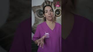 Esterilización en gatos machos [upl. by Fabiola]