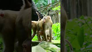 Unexpectable behavior of Luna 1 bronxzoo monkey babyanimal cute monkeypark monkeybehavior [upl. by Jyoti362]