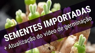 SEMENTES IMPORTADAS  atualização do vídeo de germinação [upl. by Lati388]