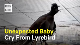 Lyrebird Mimics Baby Crying [upl. by Ullyot]