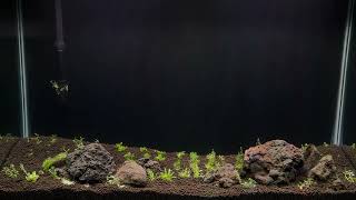 Next Planted Aquarium Projects [upl. by Werdna90]