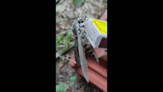 Agrius convolvuli the convolvulus hawkmoth [upl. by Saba314]